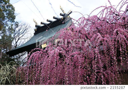 Yuuki Shrine的多刺李子 Yuuki Shrine的多刺李子 2155287