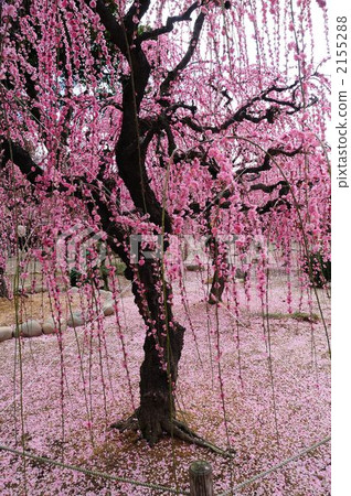 Yuuki Shrine's prickly plum 2155288