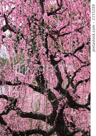 Yuuki Shrine的多刺李子 Yuuki Shrine的多刺李子 2155289