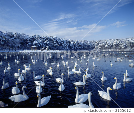 天鵝在奧克 天鵝在奧克 2155612