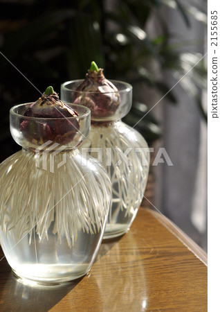 Hydrations of hyacinth 2155685