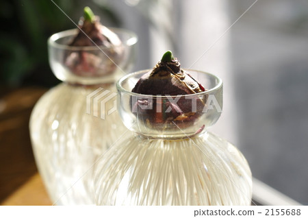 風信子的水合作用 2155688