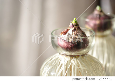 風信子的水合作用 風信子的水合作用 2155689