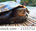 日本擬水龜 烏龜 爬行動物 2155712
