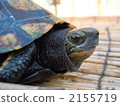 日本擬水龜 烏龜 爬行動物 2155719