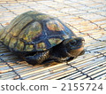 日本擬水龜 烏龜 爬行動物 2155724