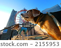 Yokohama Beagle Jack 2155953