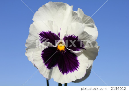 蝴蝶花和藍天 2156012