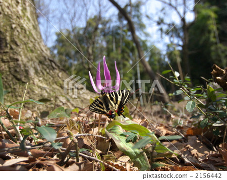 蝴蝶 岐阜蝴蝶 2156442
