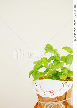 Basil potted plants 2156481