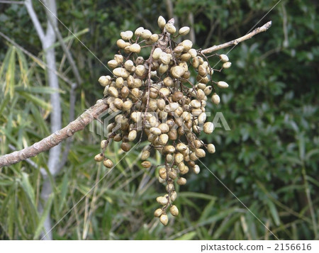 Fruit of the Hazenoki Fruit of the Hazenoki 2156616