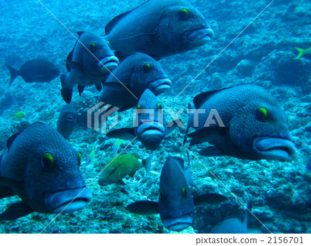 Asian pepper dice 2156701