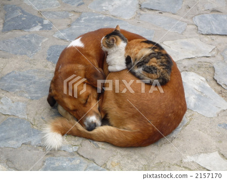 Friendly dog and cat 2157170