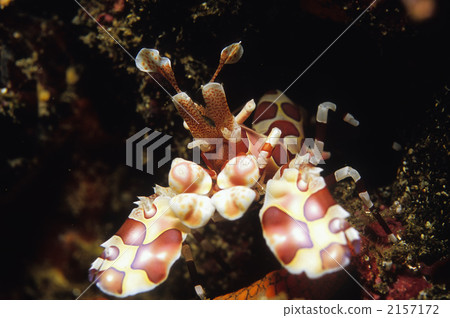 Hachijo's horsetail 2157172