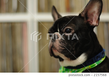 french bulldog, animal, animals 2157568