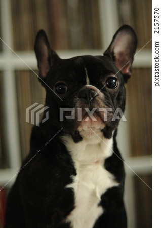 french bulldog, animal, animals 2157570