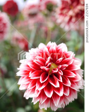 Dahlia of the Sera Plateau Dahlia of the Sera Plateau 2157694