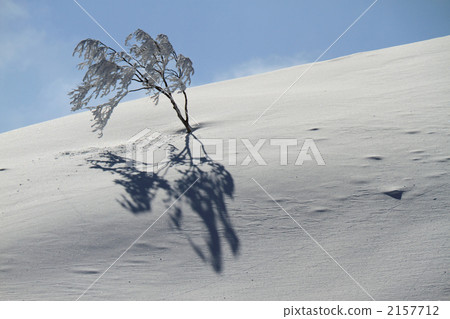 A tree A tree 2157712