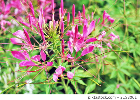 西方珍珠牡蠣 2158061