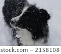 border collie, side profile, pet 2158108