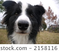 border collie, nose, snout 2158116
