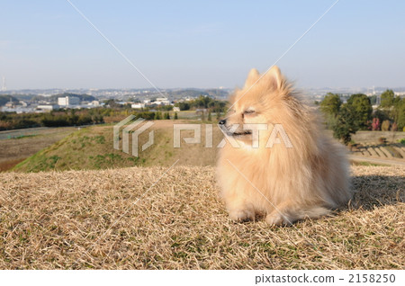 Spoofing face 2158250