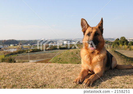 欺騙的臉 2158251