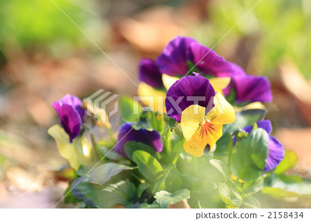 pansy, bloom, blossom 2158434