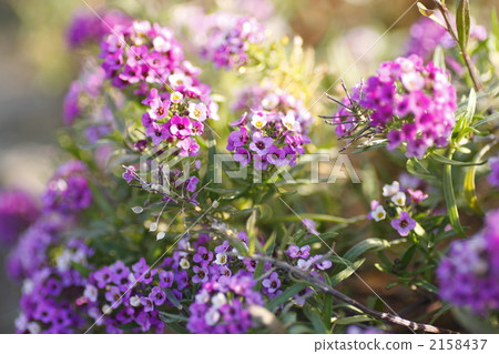 backgound, background, alyssum 2158437