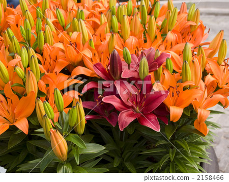 Yuriqukenhof Netherlands 2158466