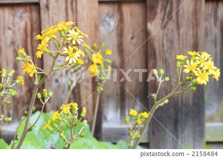 豹斑蝶 花朵 花 2158484