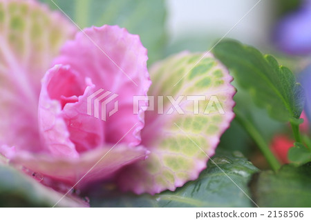 波坦 羽衣甘藍 油菜花 2158506