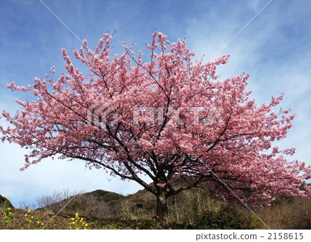 图库照片 kawazu盛开的樱花树