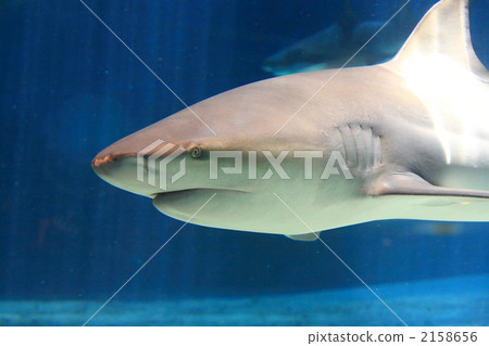 shark  2158656