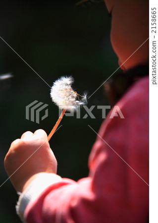 Dandelion seeds 2158665