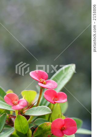 Red Hanakilin Flower Red Hanakilin Flower 2158806