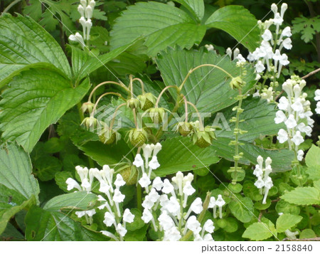 覆盆子水果和tatsuna味噌 覆盆子水果和tatsuna味噌 2158840