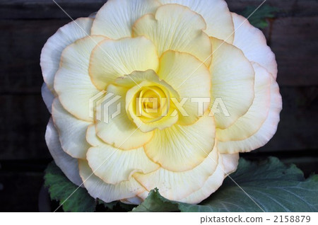 Begonia Begonia 2158879