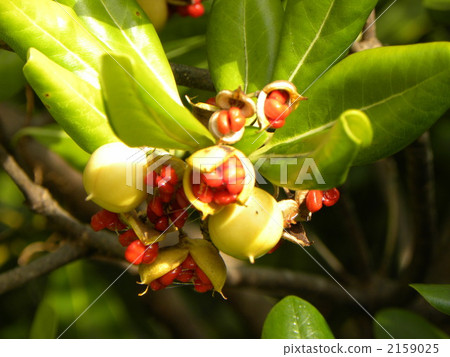 Towella who gave green seeds in autumn and gave bright red seeds 2159025