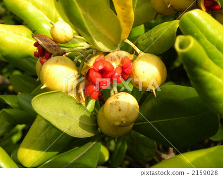 Towella who gave green seeds in autumn and gave bright red seeds 2159028
