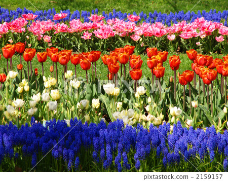 Tulip Keukenhof park flower bed Netherlands 2159157