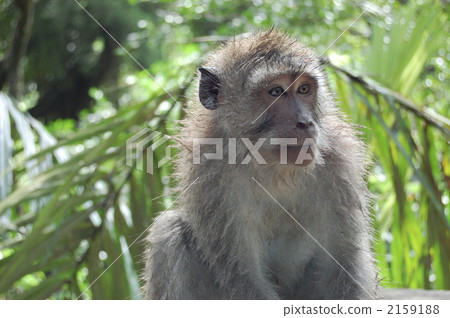 Beautiful monkey (line of sight right) 2159188