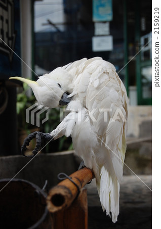 白鸚鵡羽毛沿著巴厘島漫步 2159219