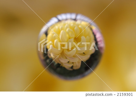 大菊花 大理石透鏡 菊花 2159301