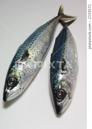 mackerel 2159571