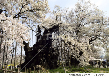 日本最古老的櫻花樹,Kanyo櫻花樹 日本最古老的櫻花樹,Kanyo櫻花樹 2159950