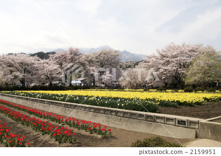 櫻花和八岳 2159951