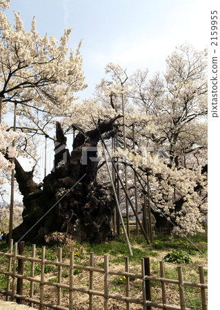 The deity cherry blossoms of Sonji temple The deity cherry blossoms of Sonji temple 2159955