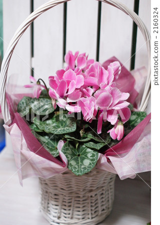 仙客來 植物 植物學 2160324