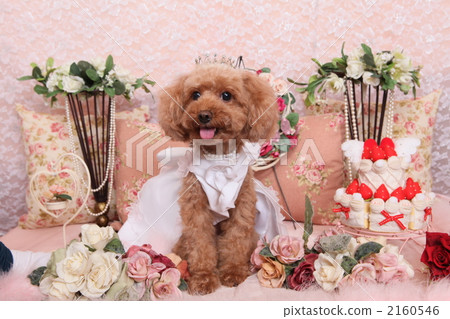 Wanko婚禮狗婚禮禮服 2160546